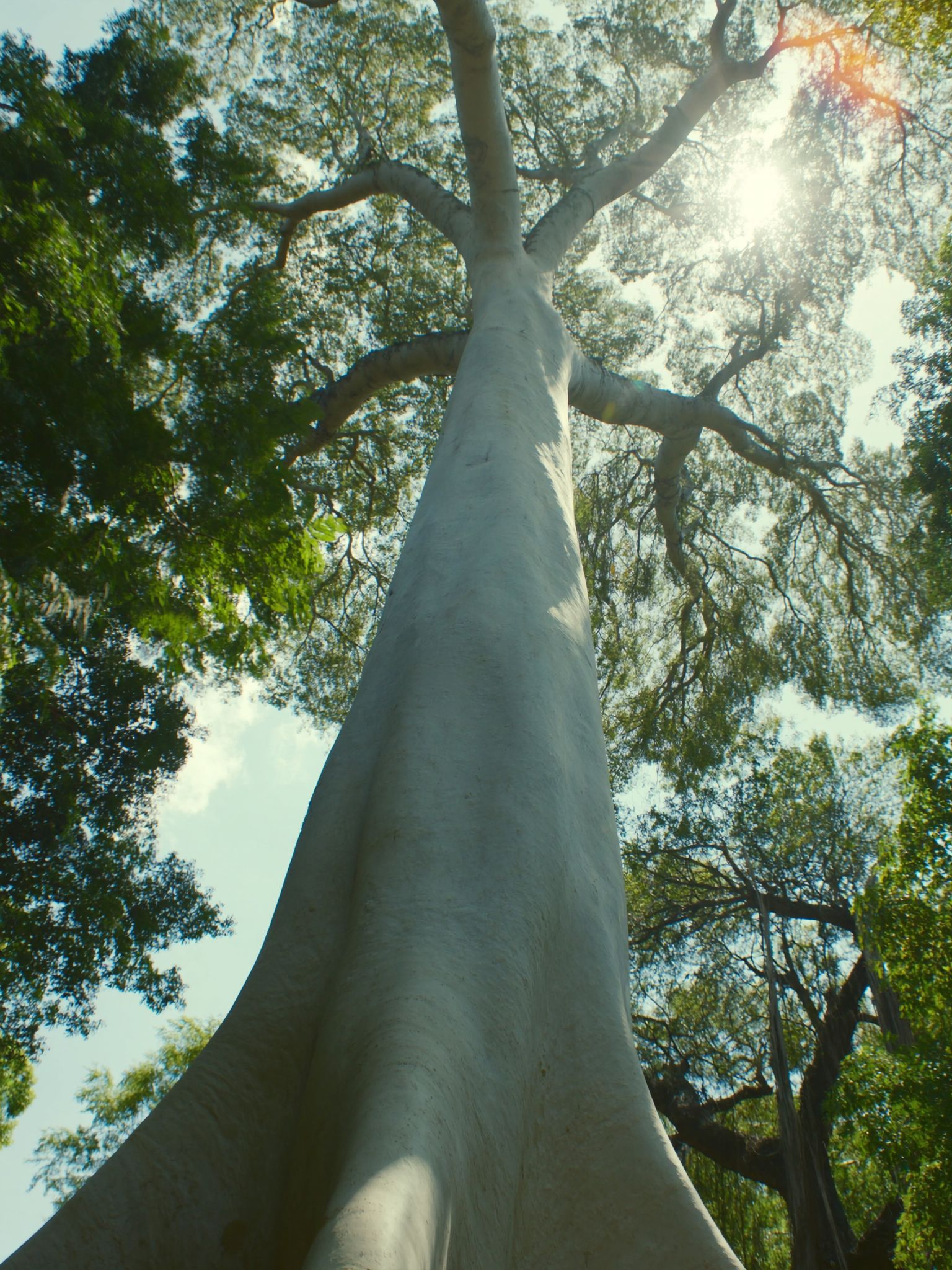 Looking up the silver trunk from between the roots to the sunlit crown — the height the roots paid for