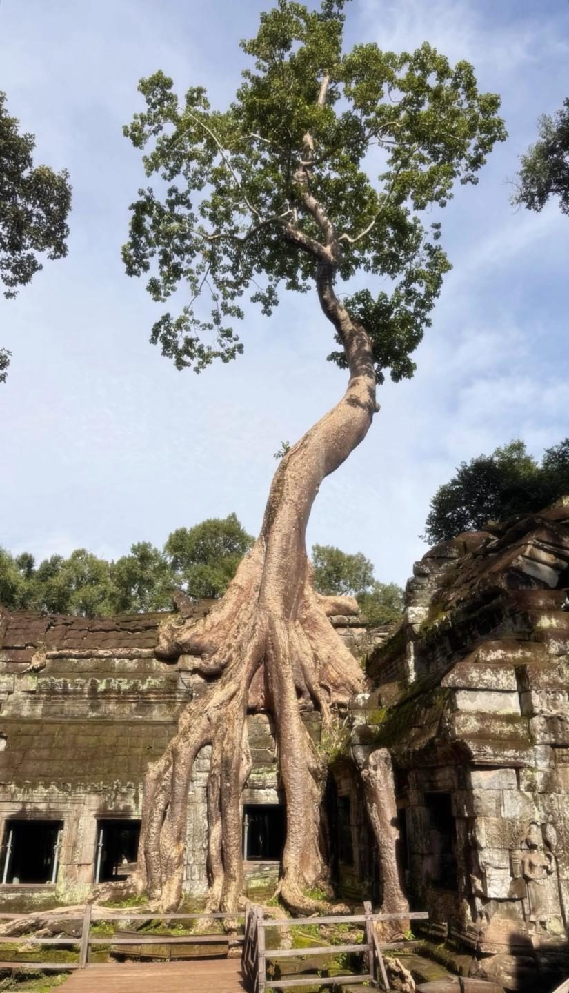 The leaning giant at Ta Prohm — grown out of the temple gallery, roots holding the stones