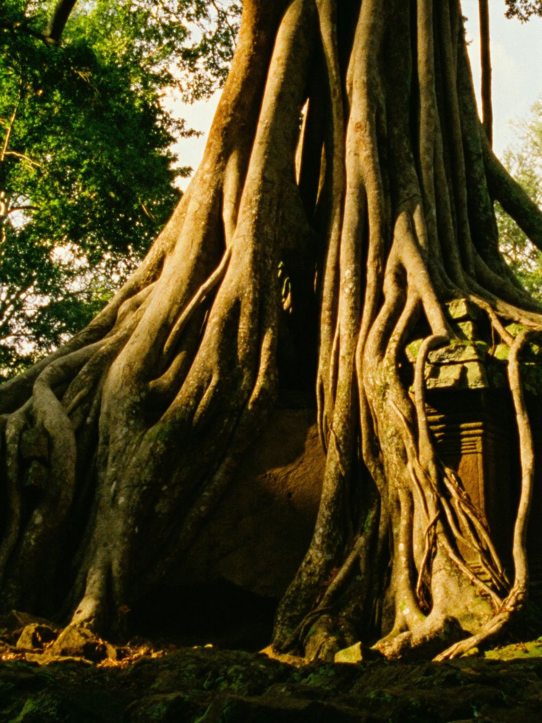 A colossal banyan tree whose living roots hold the temple stones together